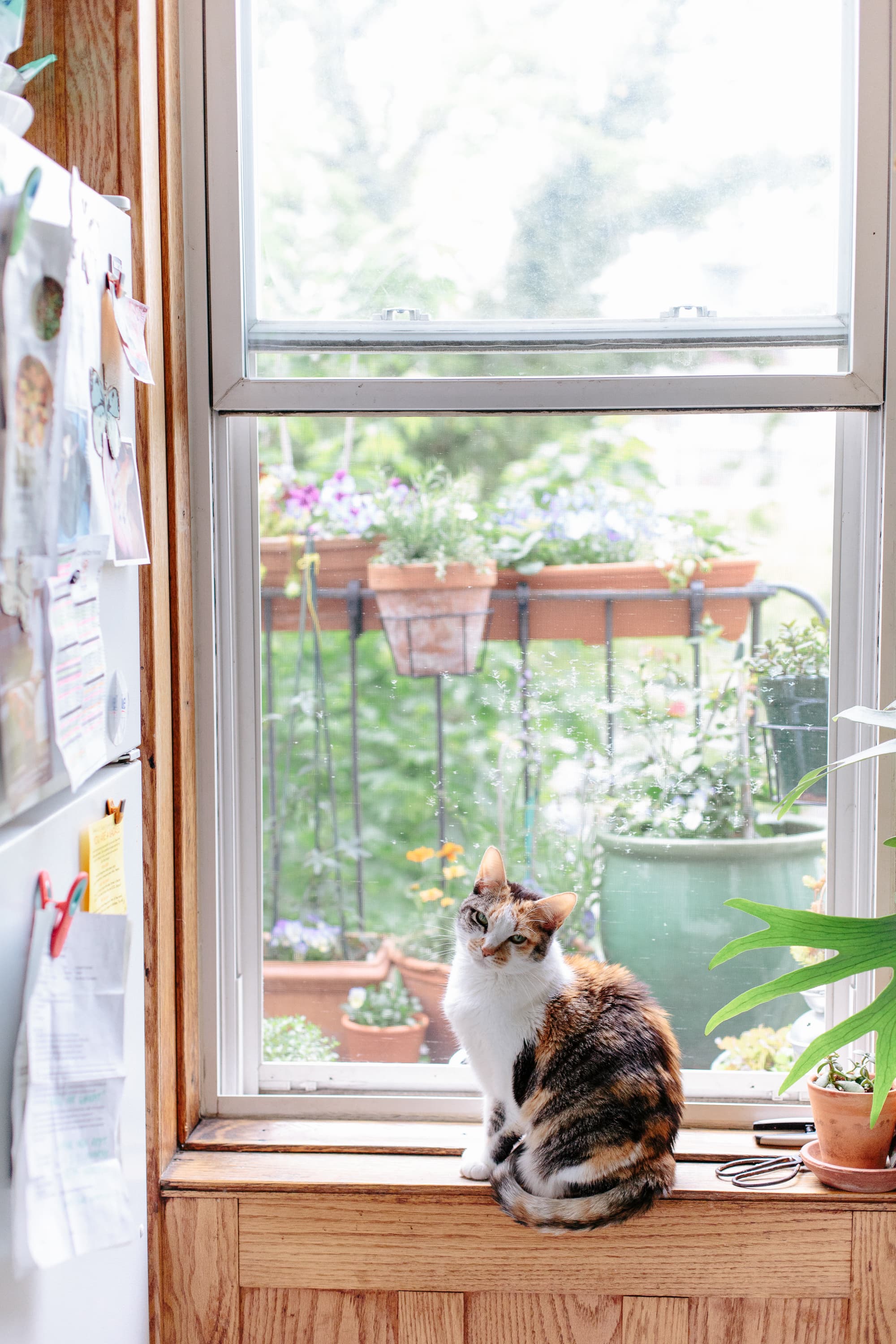 How to keep outlet cats off kitchen counters